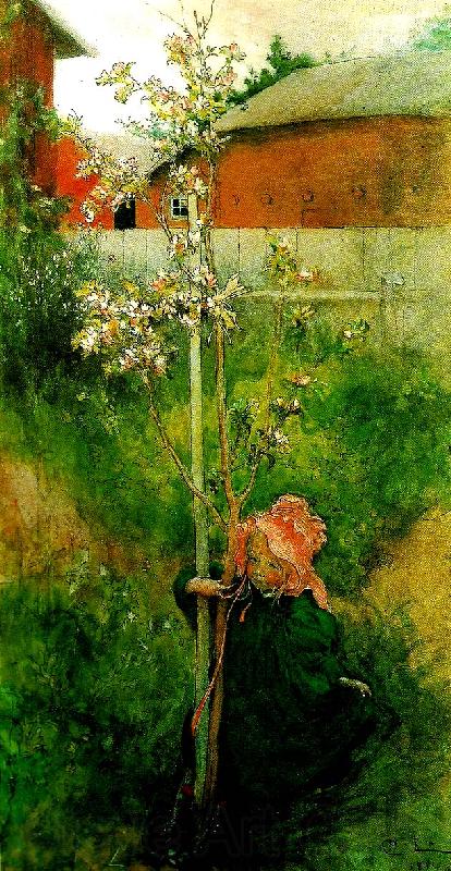 Carl Larsson kring appeltradet-appelblom Spain oil painting art